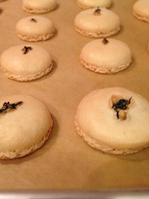 Tea Macaron Shells